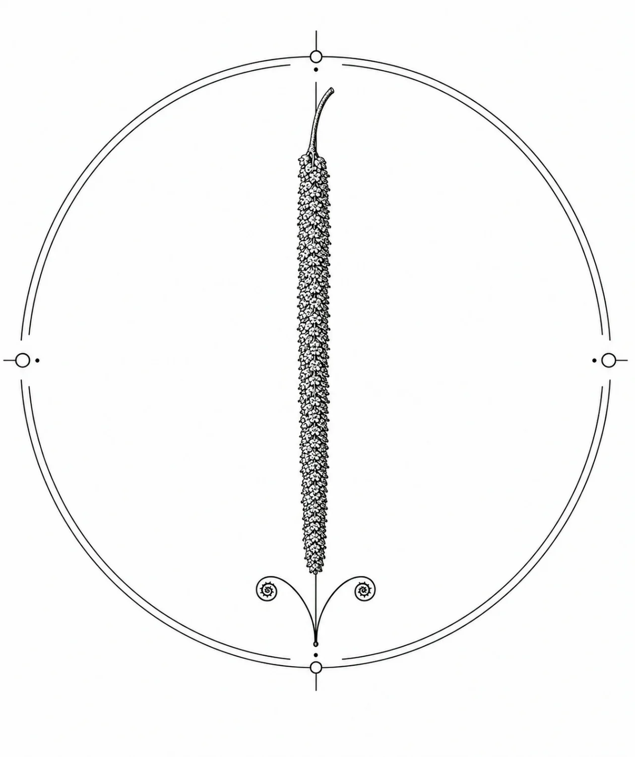 Minimal Scandinavian botanical illustration of a single slender birch catkin hanging from a delicate stem inside a botanical seal frame, centered composition, fine black linework, and a pure white background.
