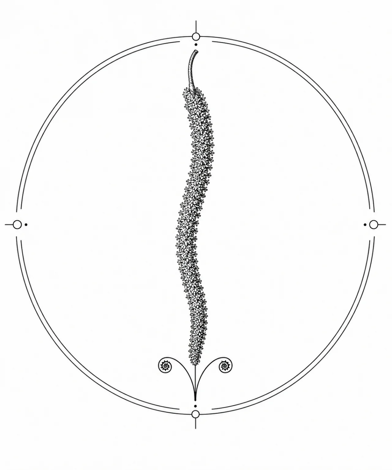 Minimal Scandinavian botanical illustration of a single gently curved willow catkin hanging from a delicate stem inside a botanical seal frame, centered composition, fine black linework, and a pure white background.