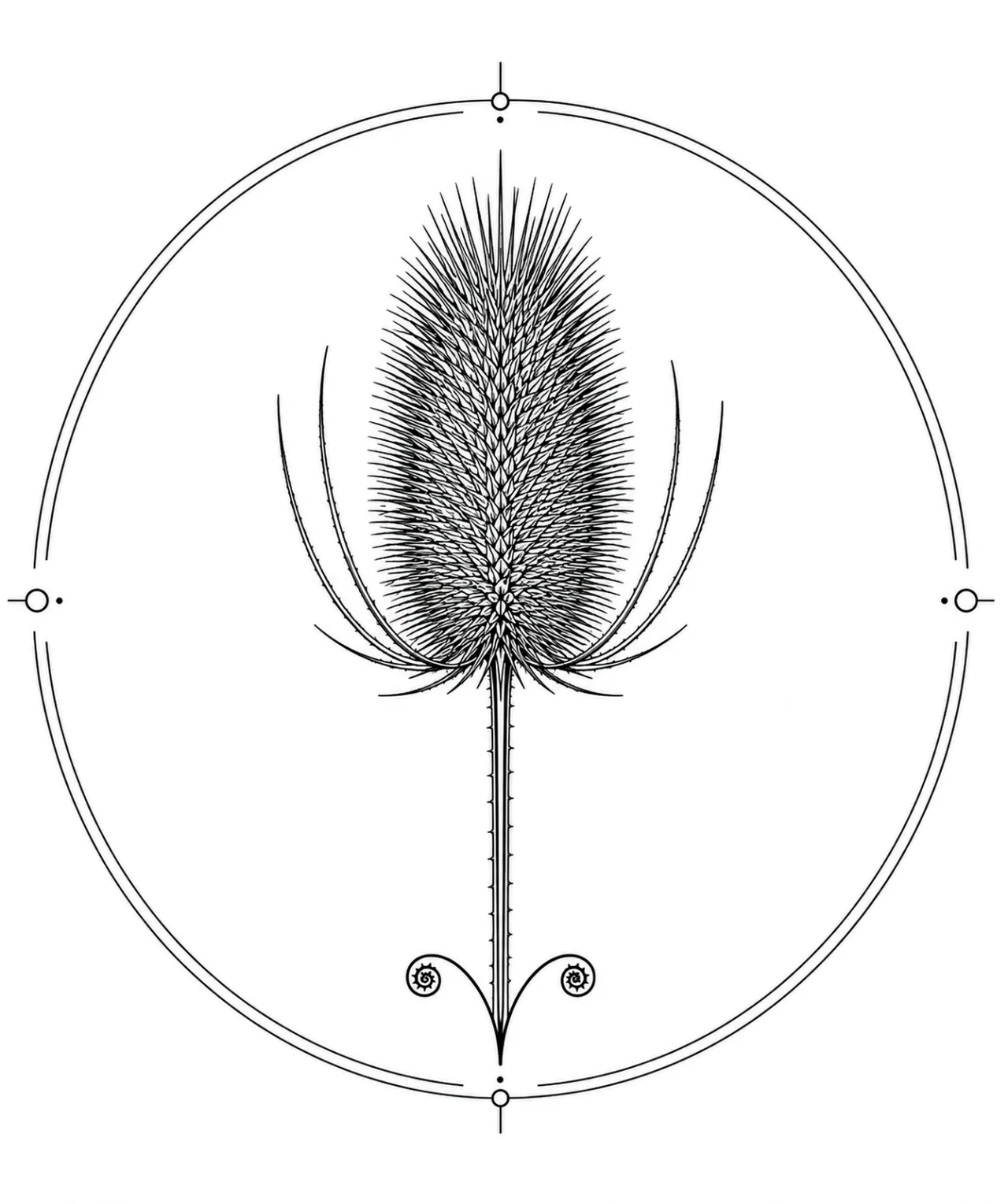 Minimal Scandinavian botanical illustration of a single teasel seed head with an elongated oval form covered in fine spines atop a straight stem inside a botanical seal frame, centered composition, fine black linework, and a pure white background.