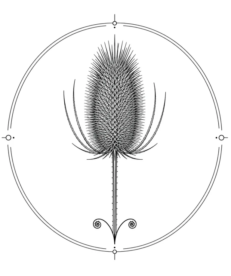 Minimal Scandinavian botanical illustration of a single teasel seed head with an elongated oval form covered in fine spines atop a straight stem inside a botanical seal frame, centered composition, fine black linework, and a pure white background.