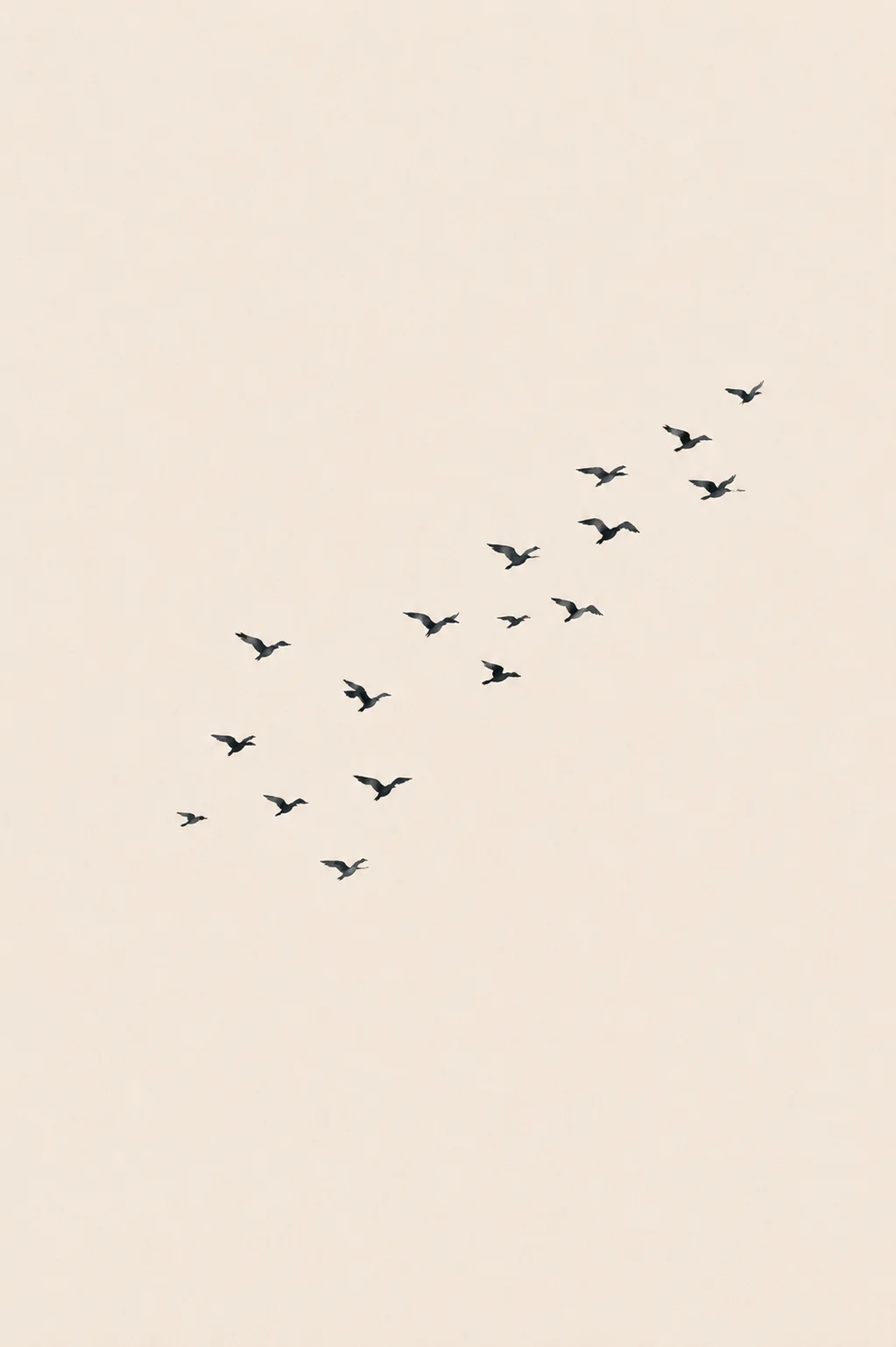 Minimal Scandinavian illustration of a scattered flock of small dark birds moving diagonally upward in the same direction across a bright background with generous negative space.